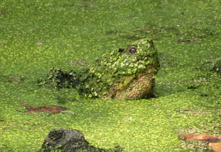 Common Snapping Turtle